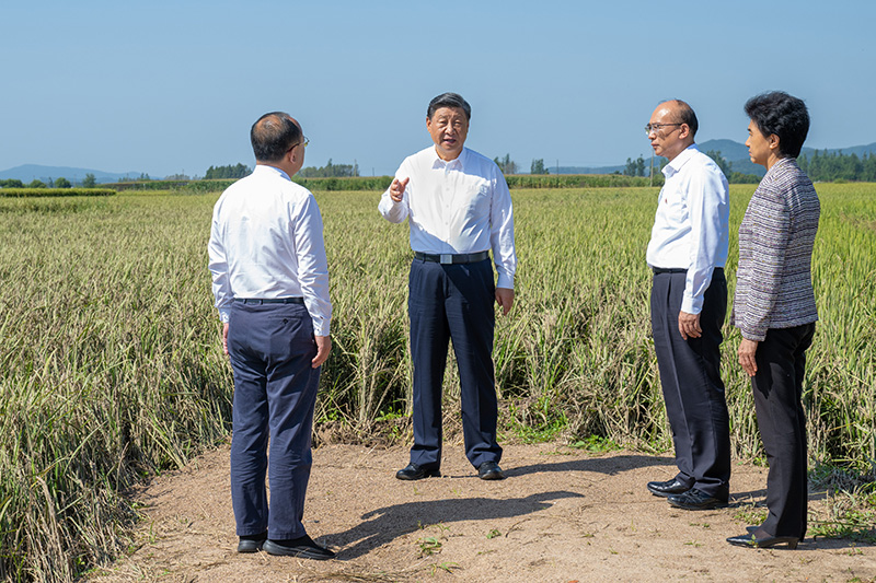 9月6日至8日，，，，，，，，中共中央总书记、国家主席、中央军委主席习近平在黑龙江考察。。。。。。这是7日上午，，，，，，，，习近平在遭受洪涝灾难的哈尔滨尚志市老街基乡龙王庙村，，，，，，，，观察水稻受灾情形。。。。。。