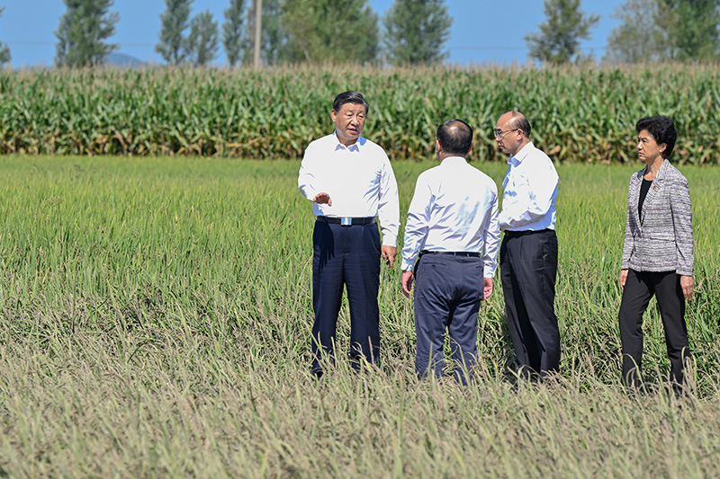 9月6日至8日，，，，，，，，中共中央总书记、国家主席、中央军委主席习近平在黑龙江考察。。。。。。这是7日上午，，，，，，，，习近平在遭受洪涝灾难的哈尔滨尚志市老街基乡龙王庙村，，，，，，，，观察水稻受灾情形。。。。。。